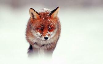 Red Fox Wallpaper Png Transparent Best Stock Photos