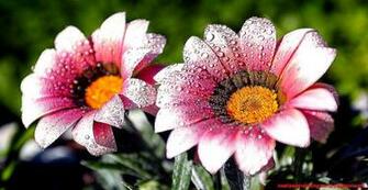 Flowers Image For Desktop Background Wallpaper
