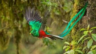 Quetzal HD Wallpaper Background Image Id