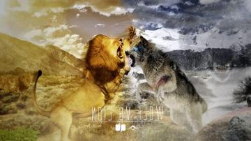 Lion Photo Wallpaper Wildlife Snout Carnivore Wolf Wolfdog