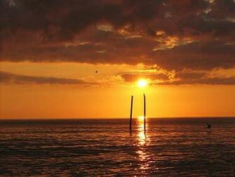 Carolina Morning Background Beach Bird Coast Dolphin Ocean