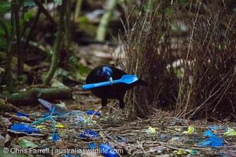 Bowerbird Wallpaper Animal Hq Pictures 4k