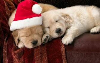 To Cute Puppy Wallpaper For Desktop Mobile Background Next Image