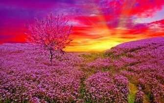New Flowers Wallpaper Widescreen HD