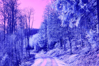 A Dirt Road In The Middle Of Forest Photo Outdoors Image