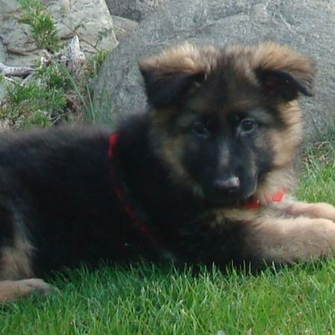 Baby German Shepherd Wallpaper HD Of