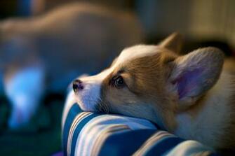 Welsh Corgi Wallpaper
