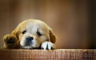 Cute Dogs Wallpaper Dog Puppy Desktop