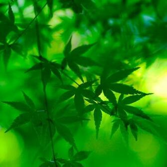 Green Leaves iPad Wallpaper