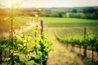 Vineyard Pictures HD Image