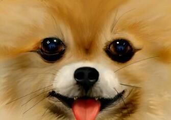 Pomeranian Puppy Cute Wallpaper HD Puppies Tigers