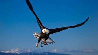 Eagle Flying Wallpaper