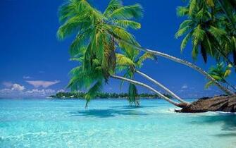 Tropical Mer Vacances L T Des Palmiers Fonds D Cran HD