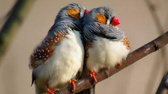 Wallpaper Zebra Finch 5k 4k Indonesia East Timor