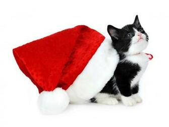 Black Christmas Cat Wallpaper