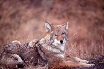 High Definition Wallpaper Coyote5 Resolution Desktop HD