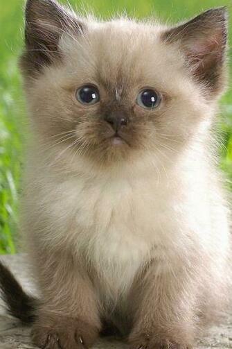 Cute Himalayan Kitten iPhone Wallpaper