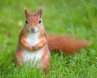 Cute Squirrel Wallpaper