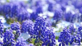 Grape Hyacinth Wallpaper Wallpoper Hyacinths