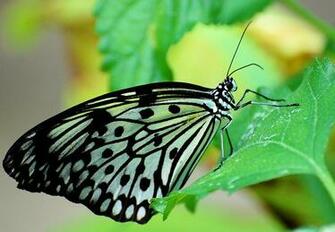 Butterfly Wallpaper HD Topwallpaper