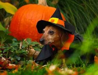 Dachshund Witch Photo And Wallpaper Beautiful