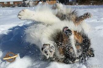 Sheltie Wallpaper