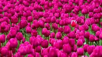 One In A Million Flower Wallpaper High Resolution HD