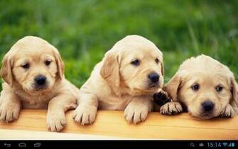 Puppies Dogs Live Wallpaper Android Apps On Google Play
