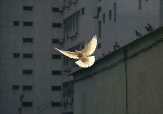 Peace Pictures Image
