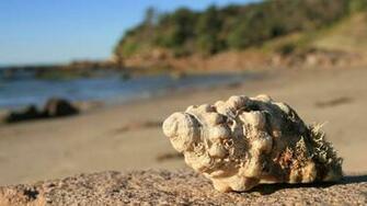 Shell On Beach HD Wallpaper