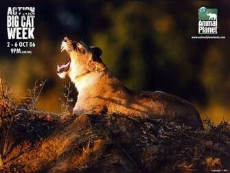 Animal Planet Wallpaper
