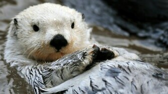Sea Otter HD Wallpaper ImgHD Browse And Image