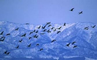 Fly Bird Wallpaper Pictures