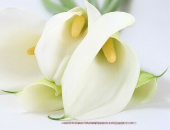 Beautiful Wallpaper Calla Lily Flowers