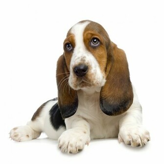 Basset Hound Puppy Pictures Information And