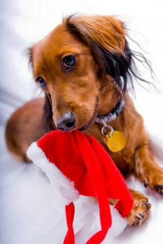 Dachshund And Christmas Cap Photo Wallpaper Beautiful