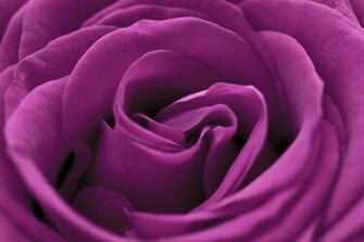 Violet Rose
