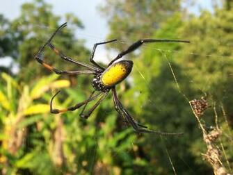 Jungle Animals Wallpaper Web Spiders