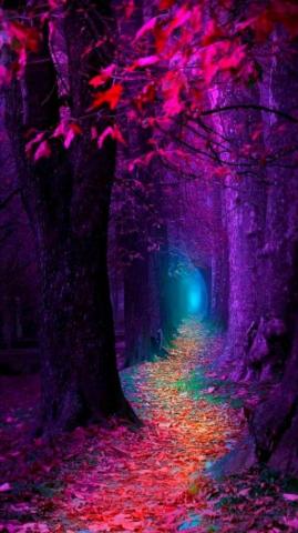 Kpop8unicorn18 Nature Rainbow Forest Fond Ecran Galaxie