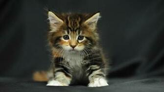Pictures Lolcat Funny Cat Desktop Wallpaper X Image Opera