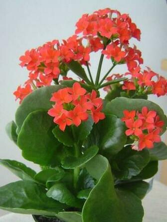 Coral Flower Photos Wallpaper The Fun Bank