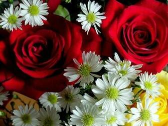 Flowers For Flower Lovers Beautiful Wallpaper