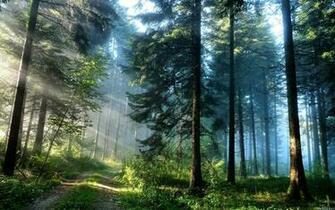 Woods Wallpaper Road Light Nature Desktop