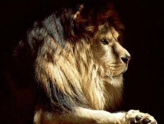 Cool Lion Desktop Wallpaper