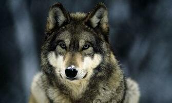 Wolf Wallpaper Android Apps Und Tests Androidpit