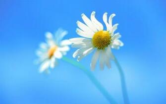 Window Flower P Size Background V Jpeg