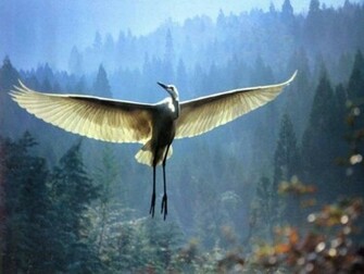Hq Wallpaper Stork
