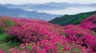 Flowers In The Mountains Wallpaper And Image Pictures