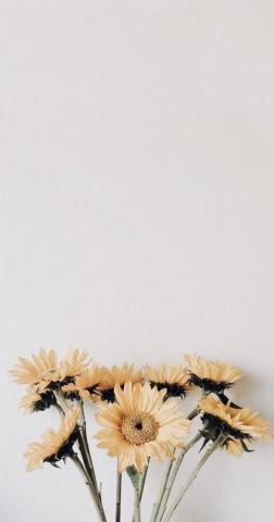 Minimalist Floral Wallpaper 4k HD