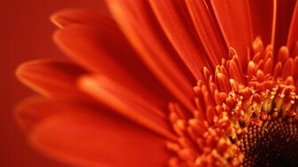 Red Gerbera Daisy Wallpaper HD